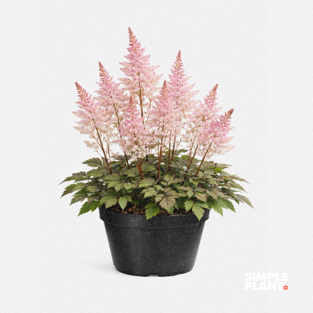 Astilbe 'Delft Lace'