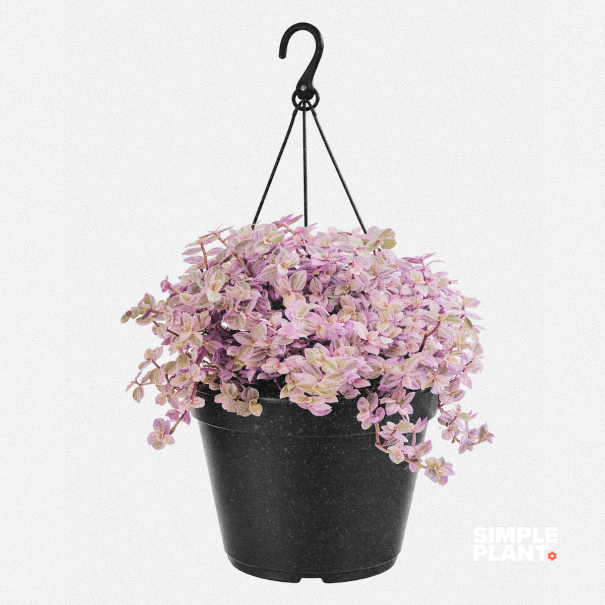 Callisia 'Pink Lady'