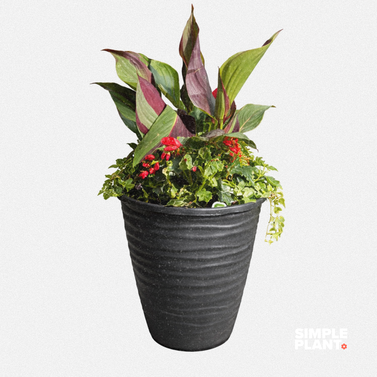 Potée fleurie- Ombre