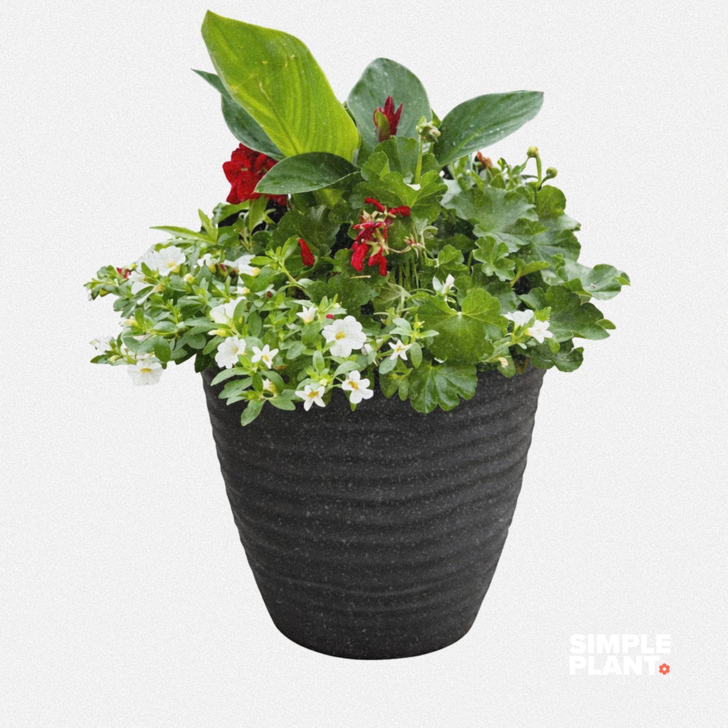 Potée fleurie - Soleil