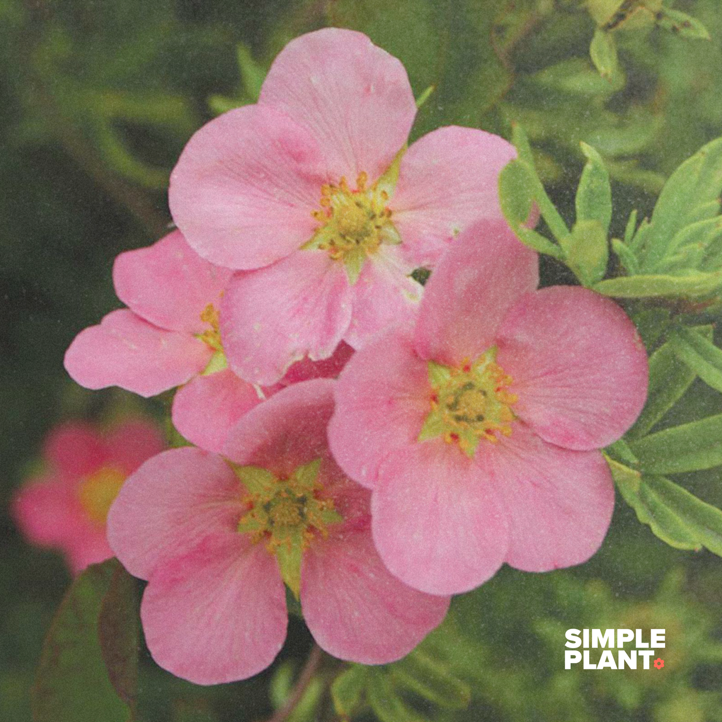 Potentille - Pink beauty