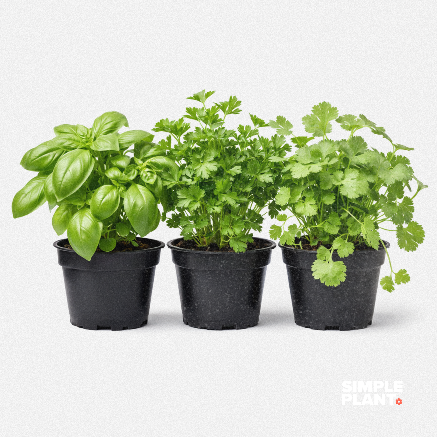 Trio fines herbes - basilic, persil et coriandre