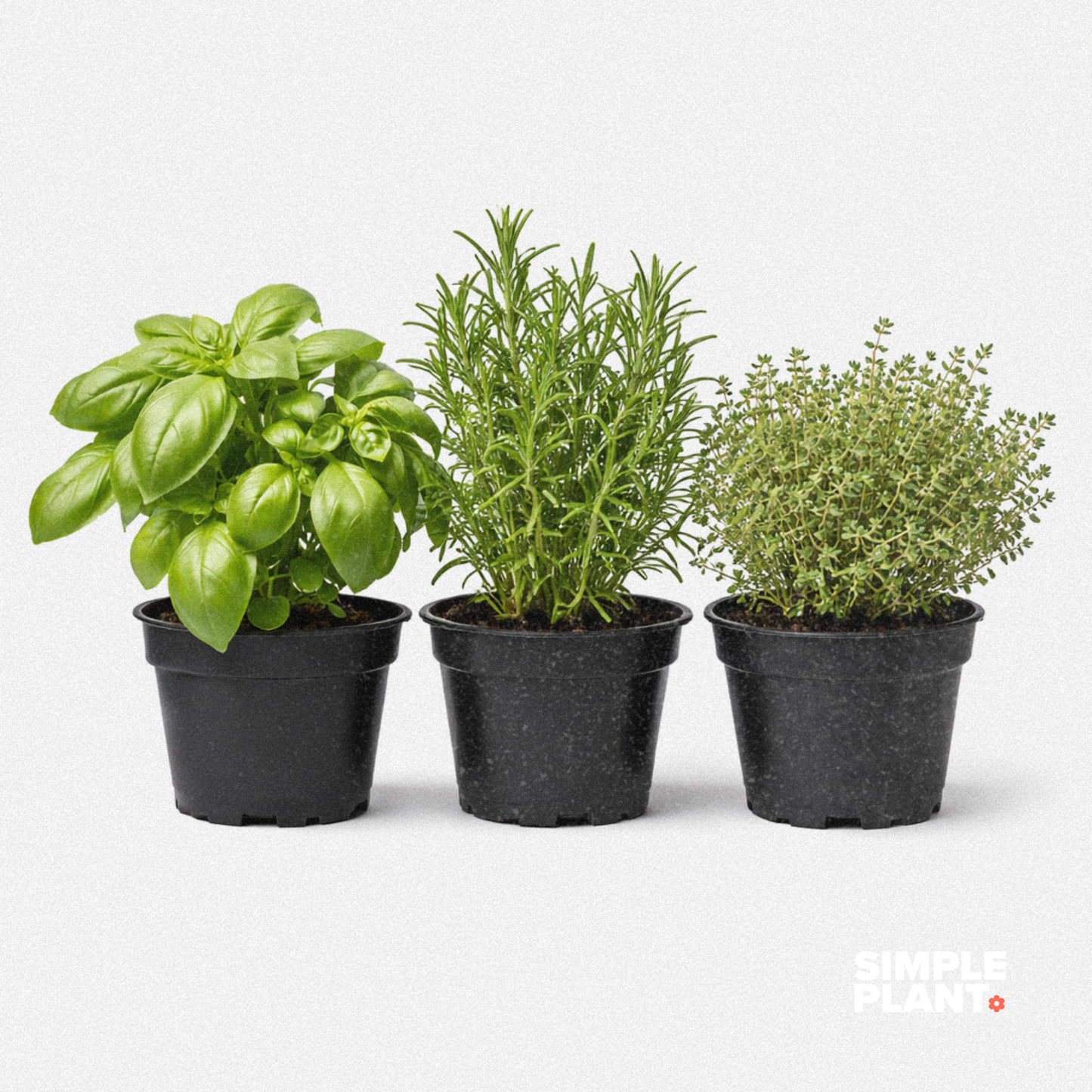 Trio fines herbes - basilic, romarin et thym