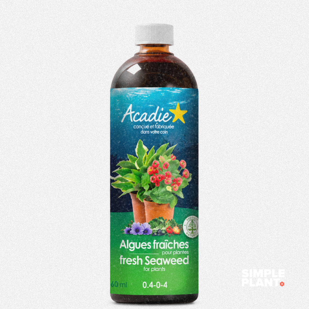 Algue marine Acadie