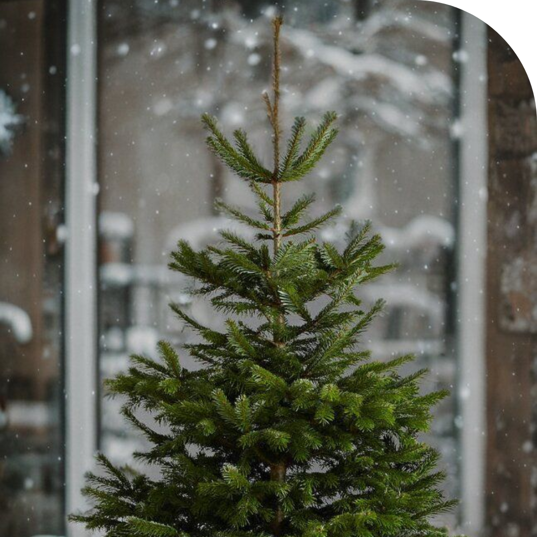 Sapins naturels
