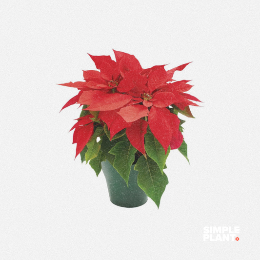 Poinsettia