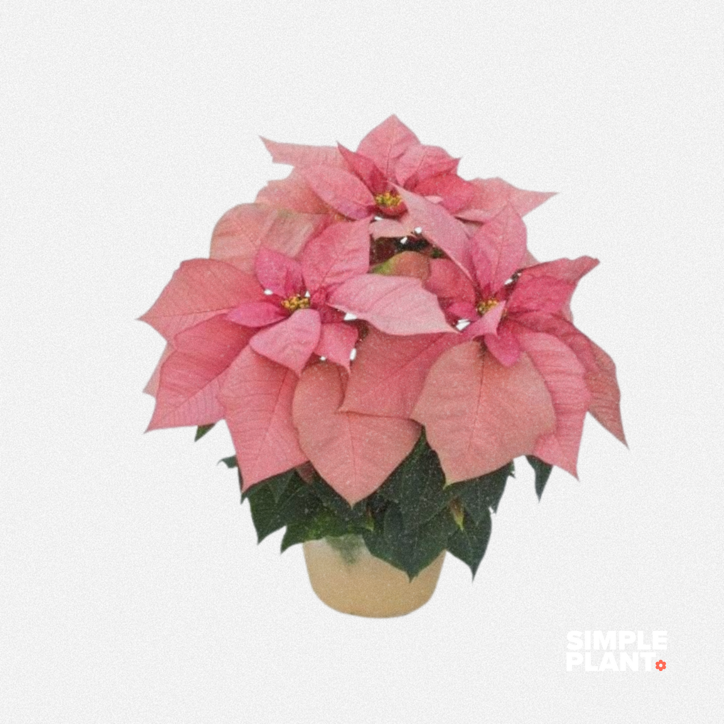 Poinsettia
