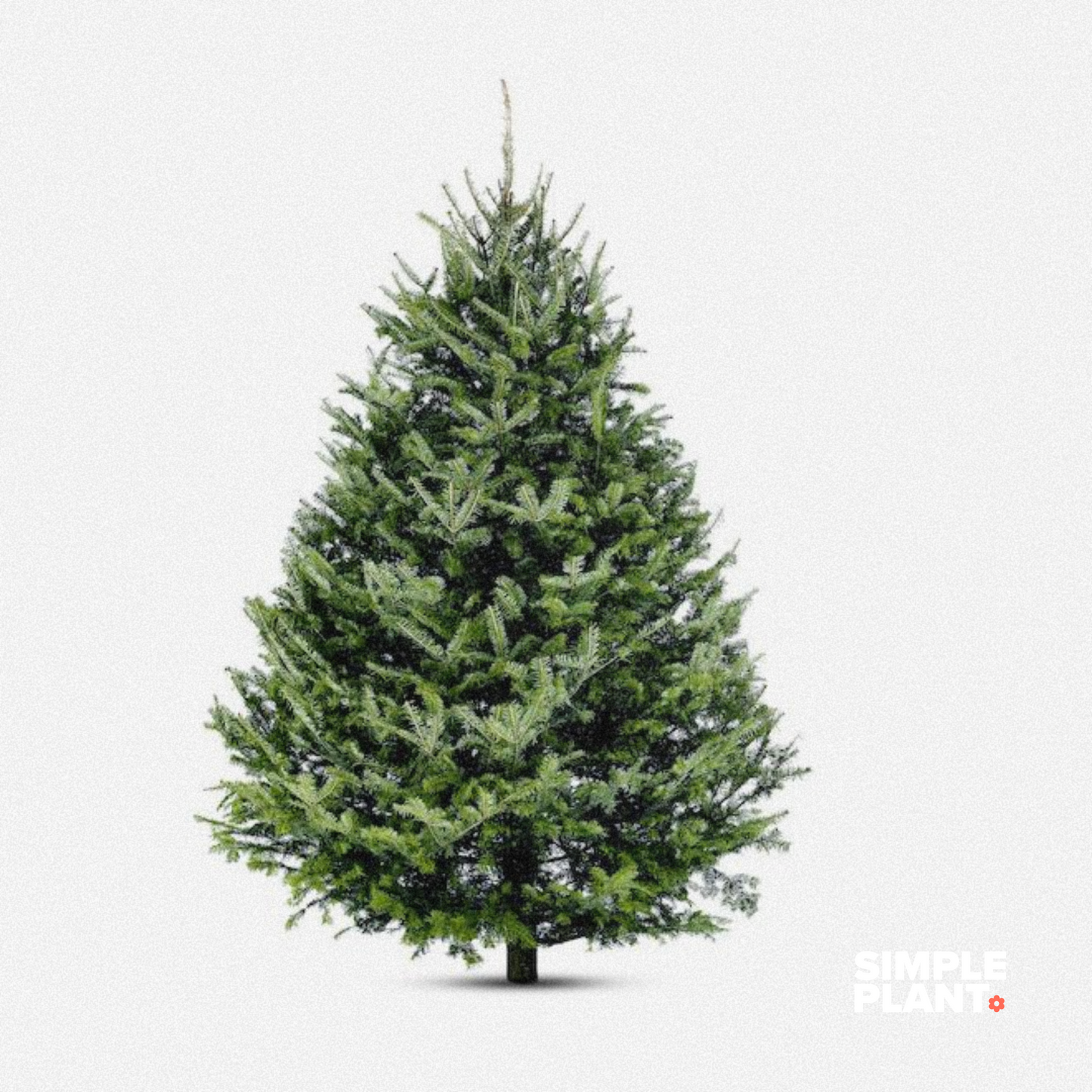 Sapin naturel