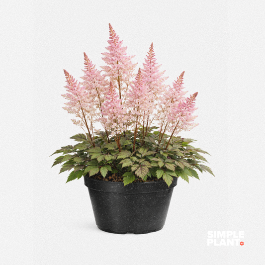 Astilbe - Delft Lace
