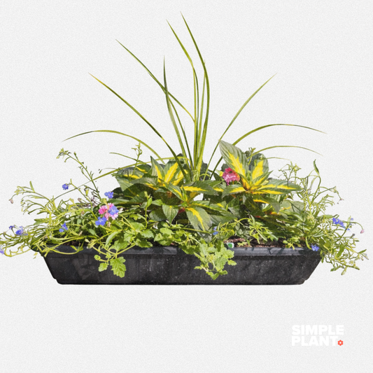 Balconnière fleurs - Soleil