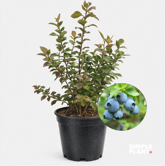 Bleuetier - Northland