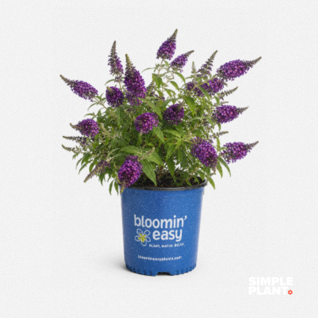 Buddleia 'Blueberry pie'