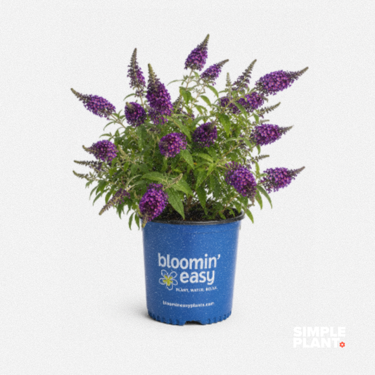 Buddleia 'Blueberry pie'