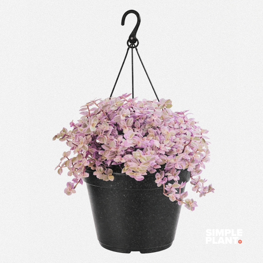 Callisia Pink Lady - suspendue