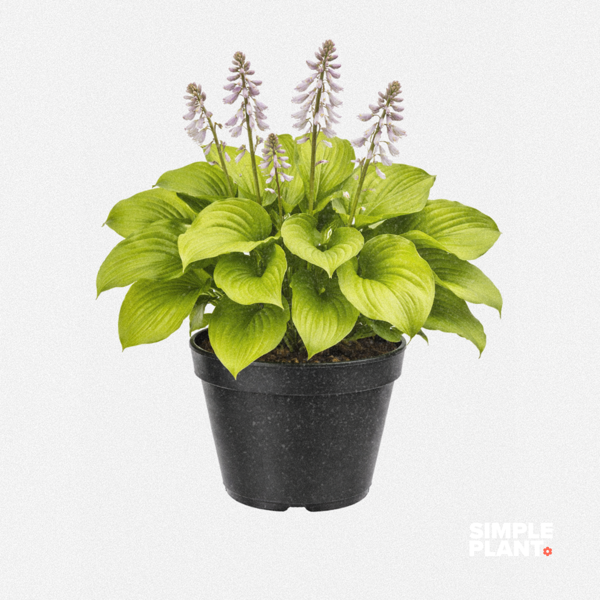 Hosta 'Sum and Substance'
