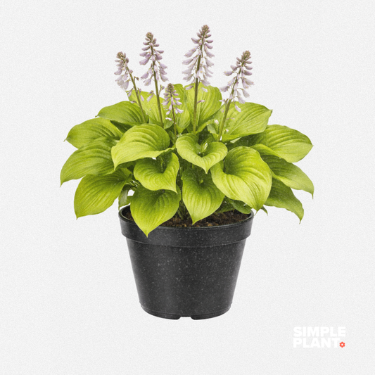 Hosta 'Sum and Substance'