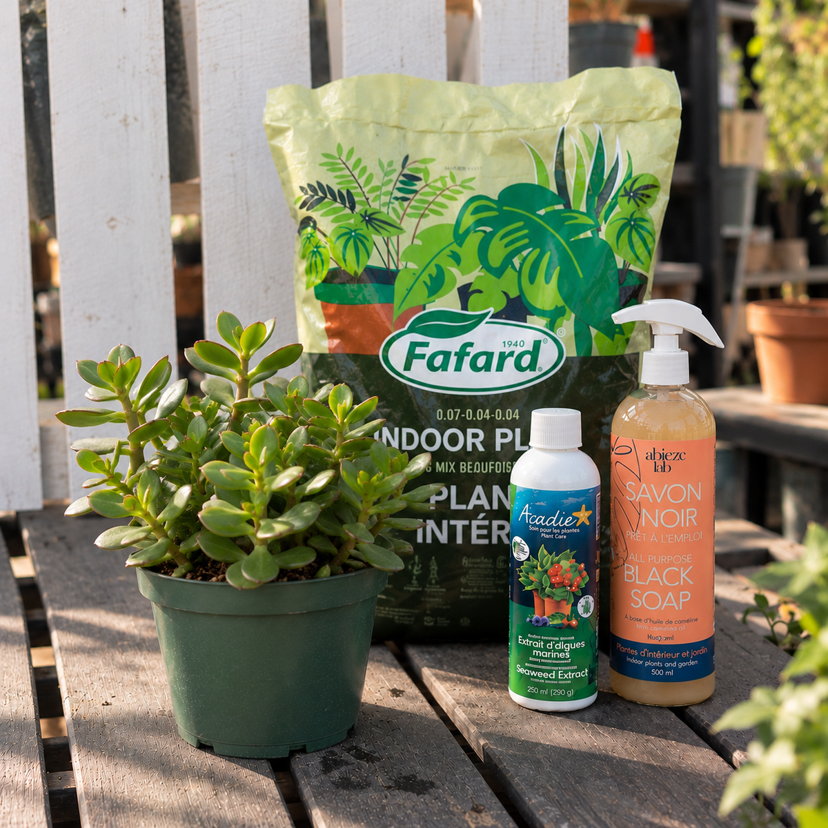 Combo plante d'intérieur