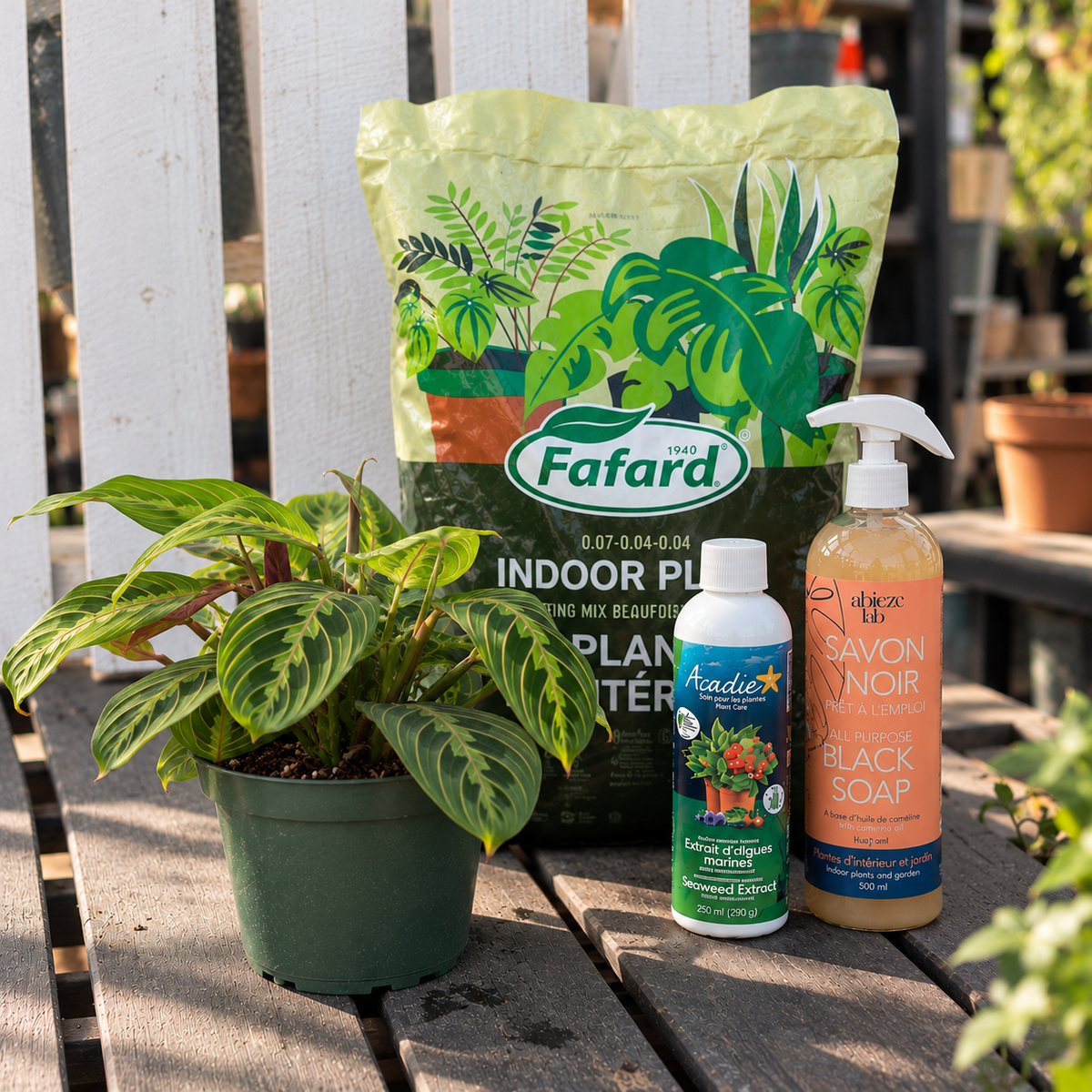 Combo plante d'intérieur