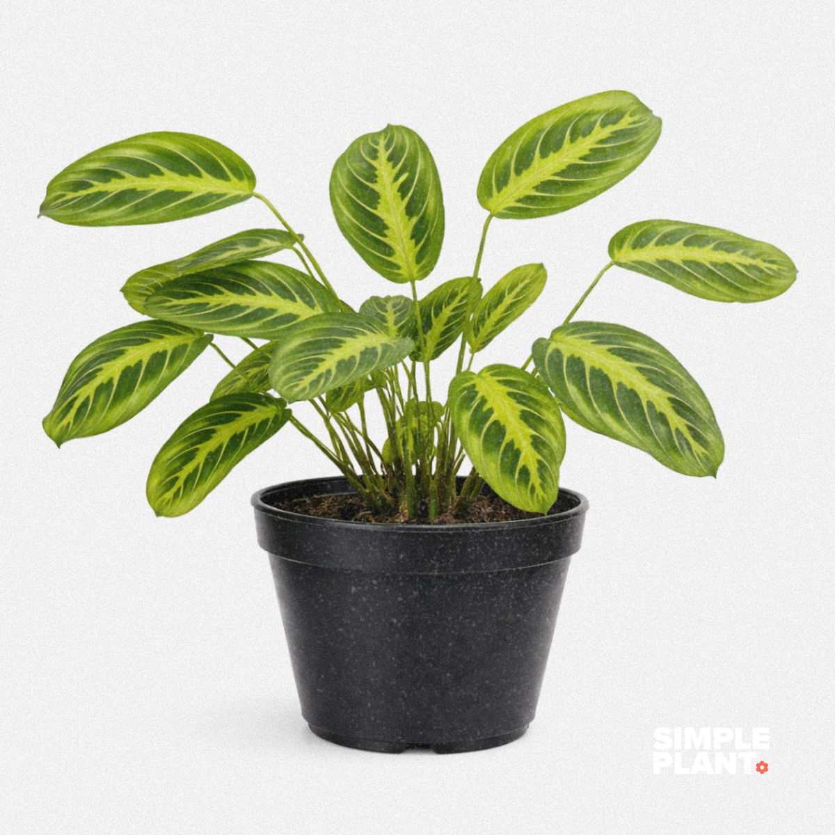 Maranta Lime