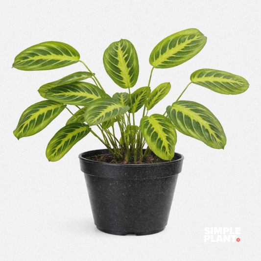 Maranta Lime