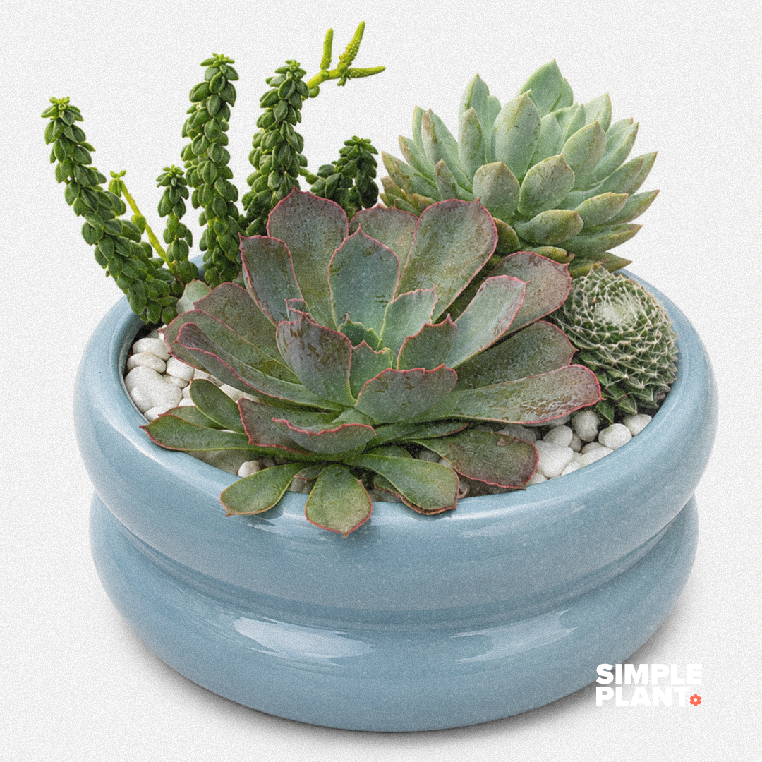 Mini jardin de succulentes