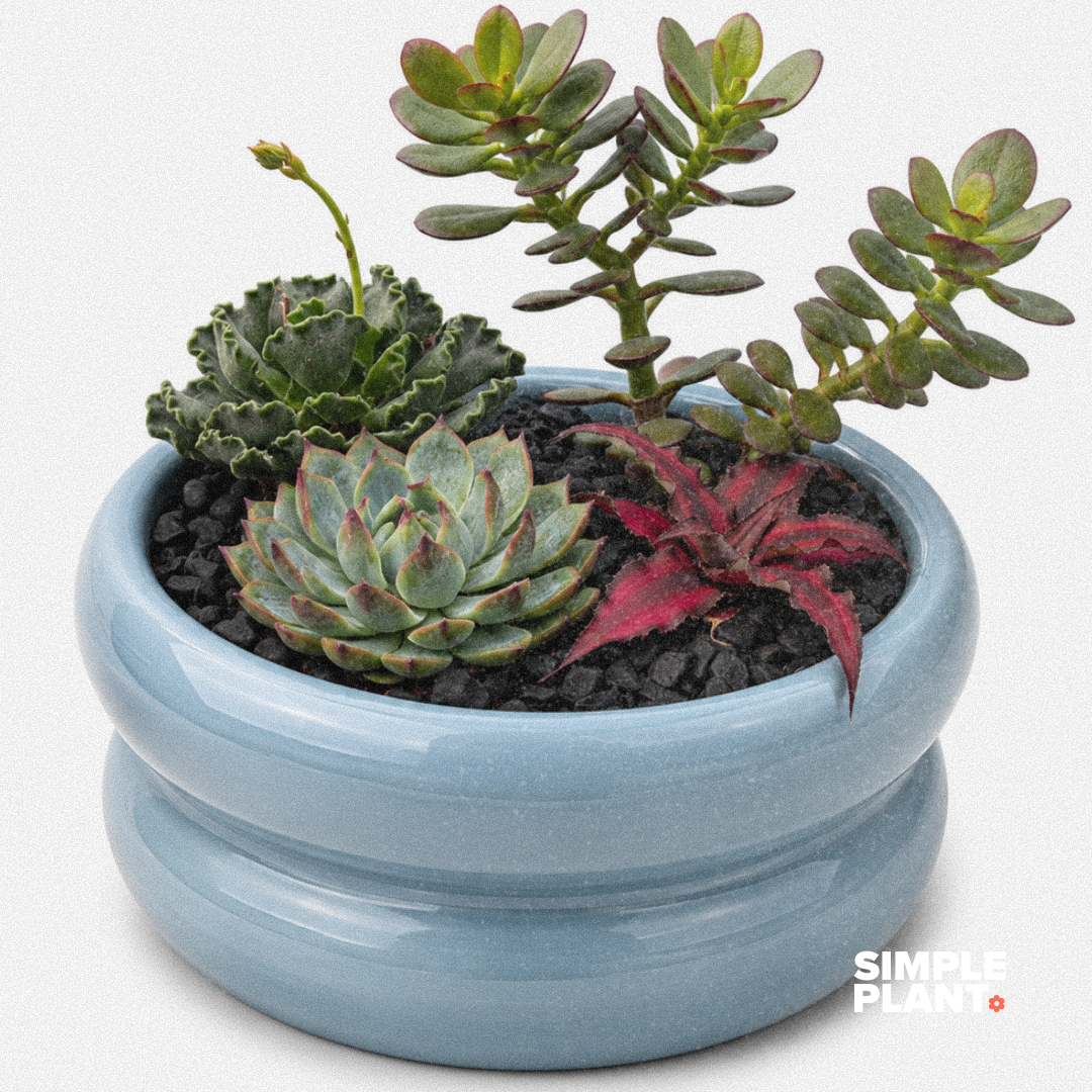 Mini jardin de succulentes