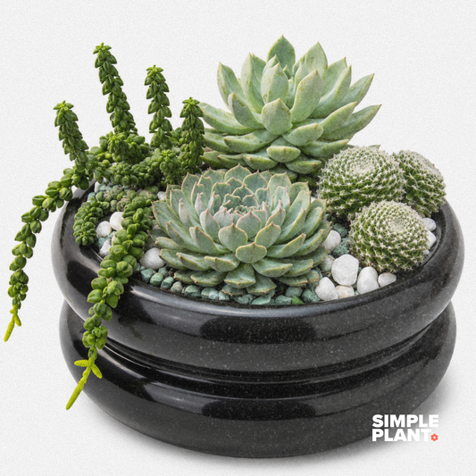 Mini jardin de succulentes