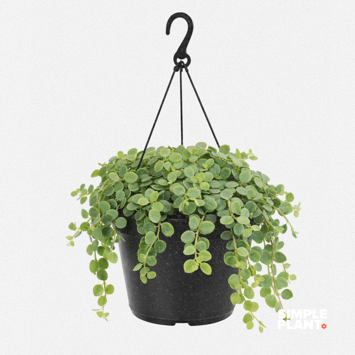Peperomia Hope - suspendue