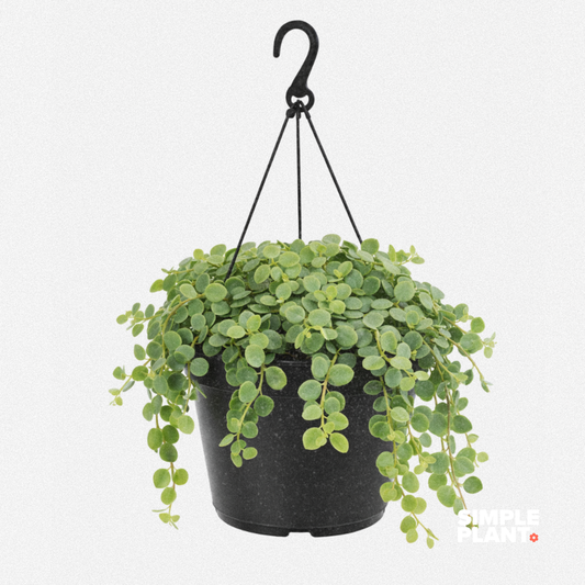 Peperomia Hope - suspendue