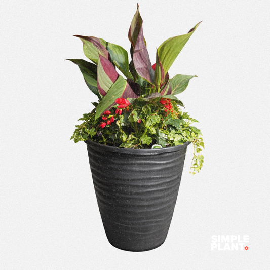 Potée fleurie- Ombre