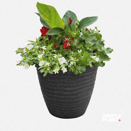 Potée fleurie - Soleil