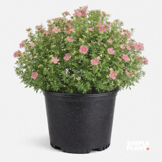 Potentille - Pink beauty