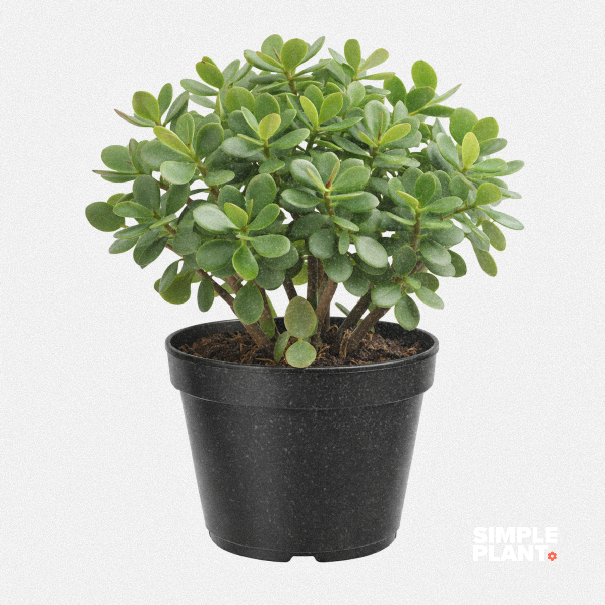 Crassula Ovata