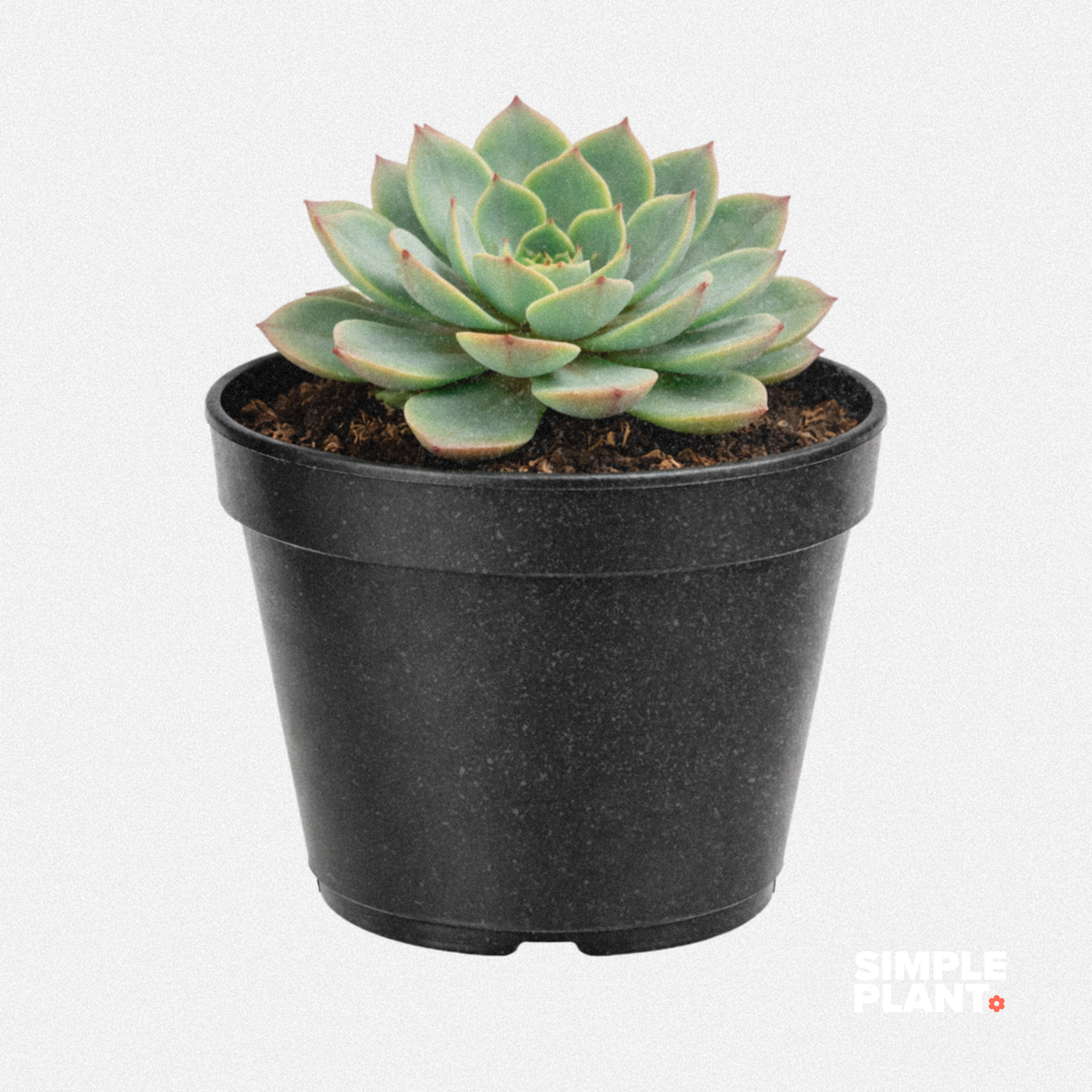 Echeveria