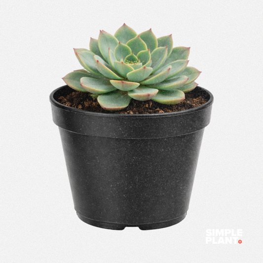 Echeveria