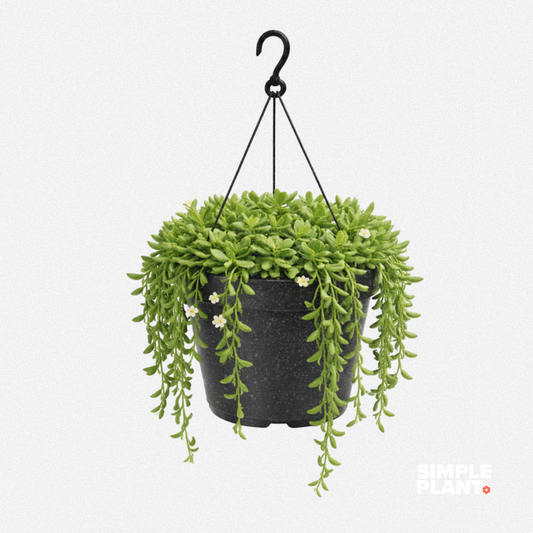Senecio 'Othonna'