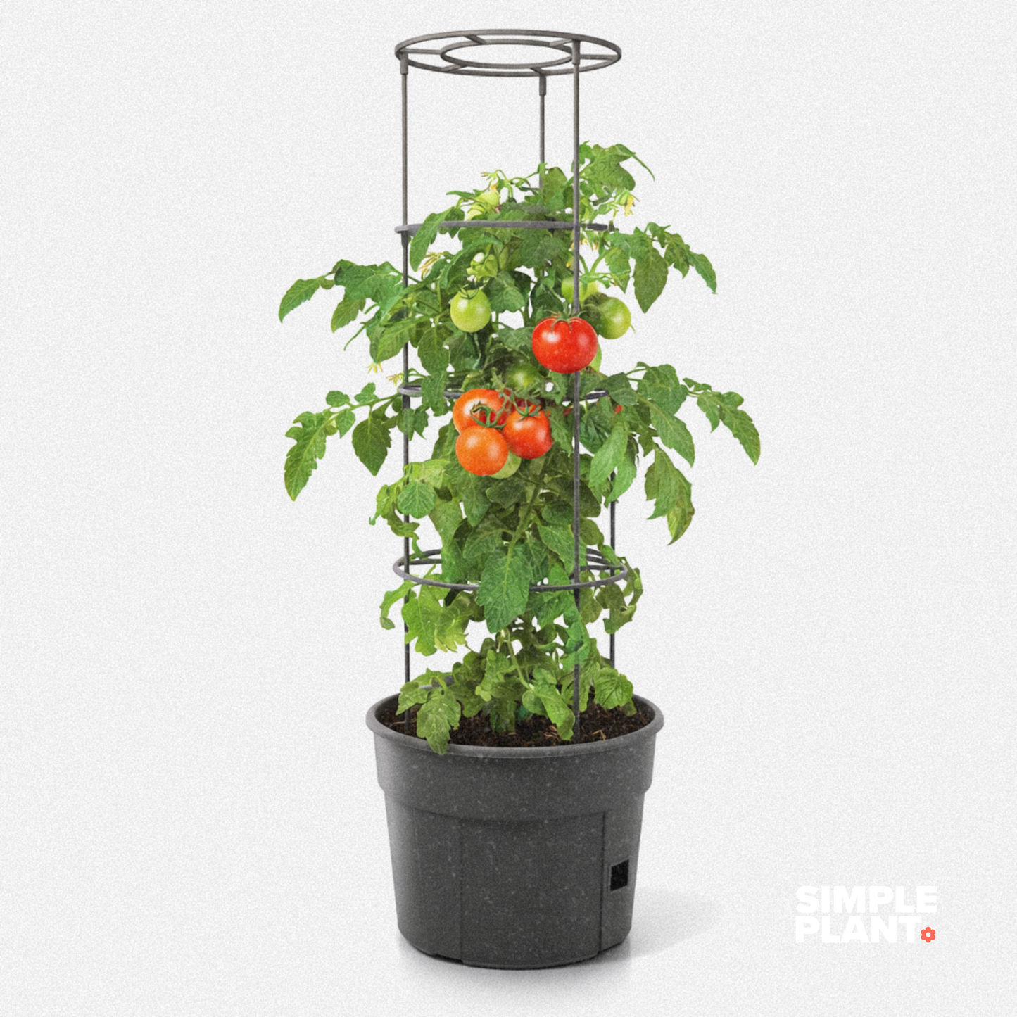 Tomates