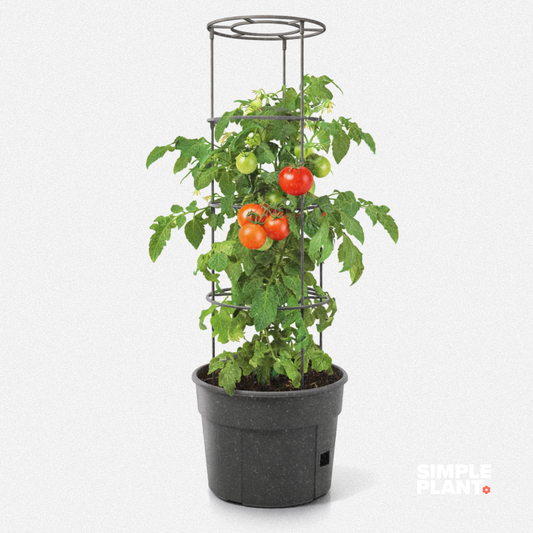 Tomates