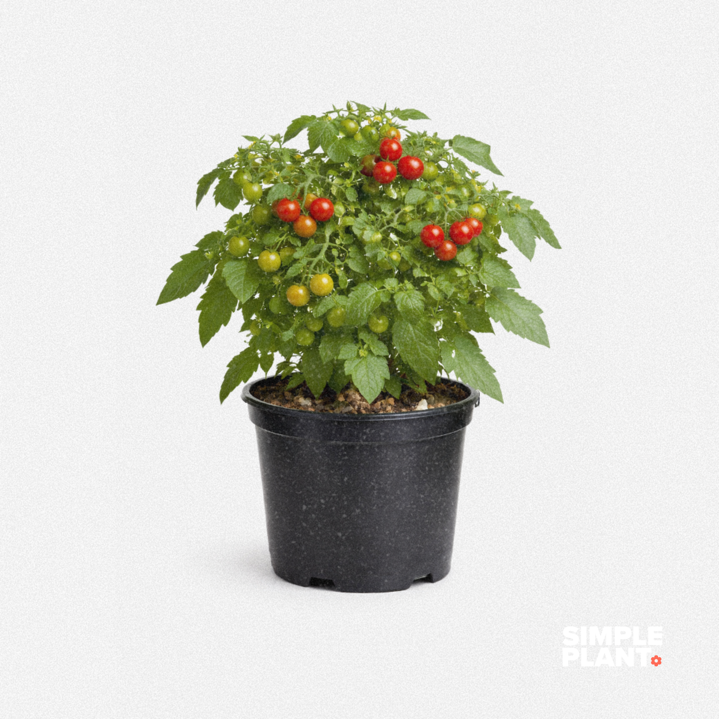 Tomates cerises