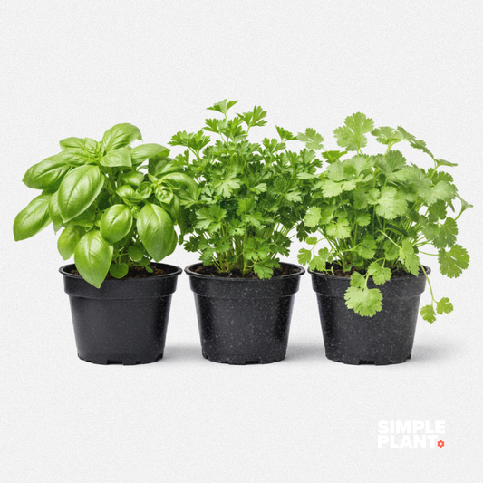 Trio fines herbes - basilic, persil et coriandre