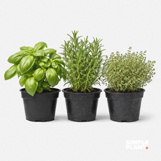 Trio fines herbes - basilic, romarin et thym
