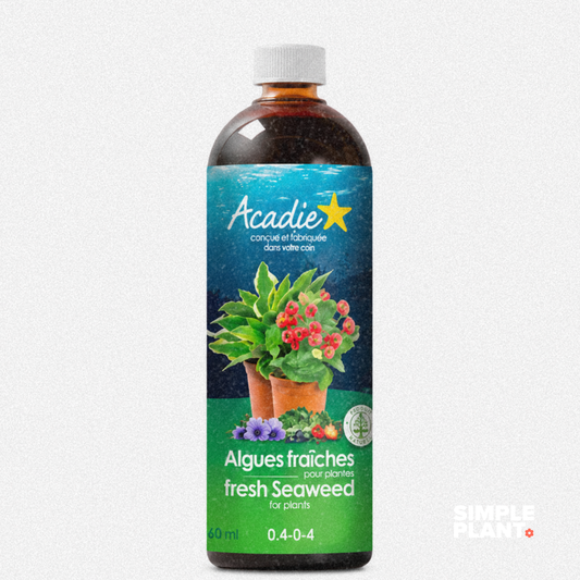 Algue marine Acadie