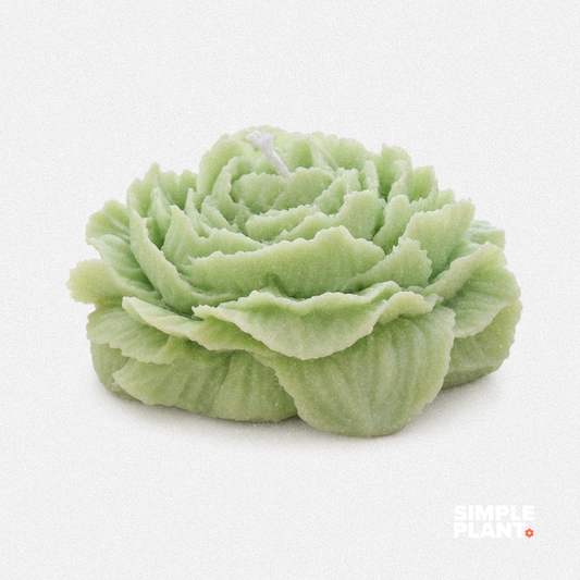 Bougie Pivoine