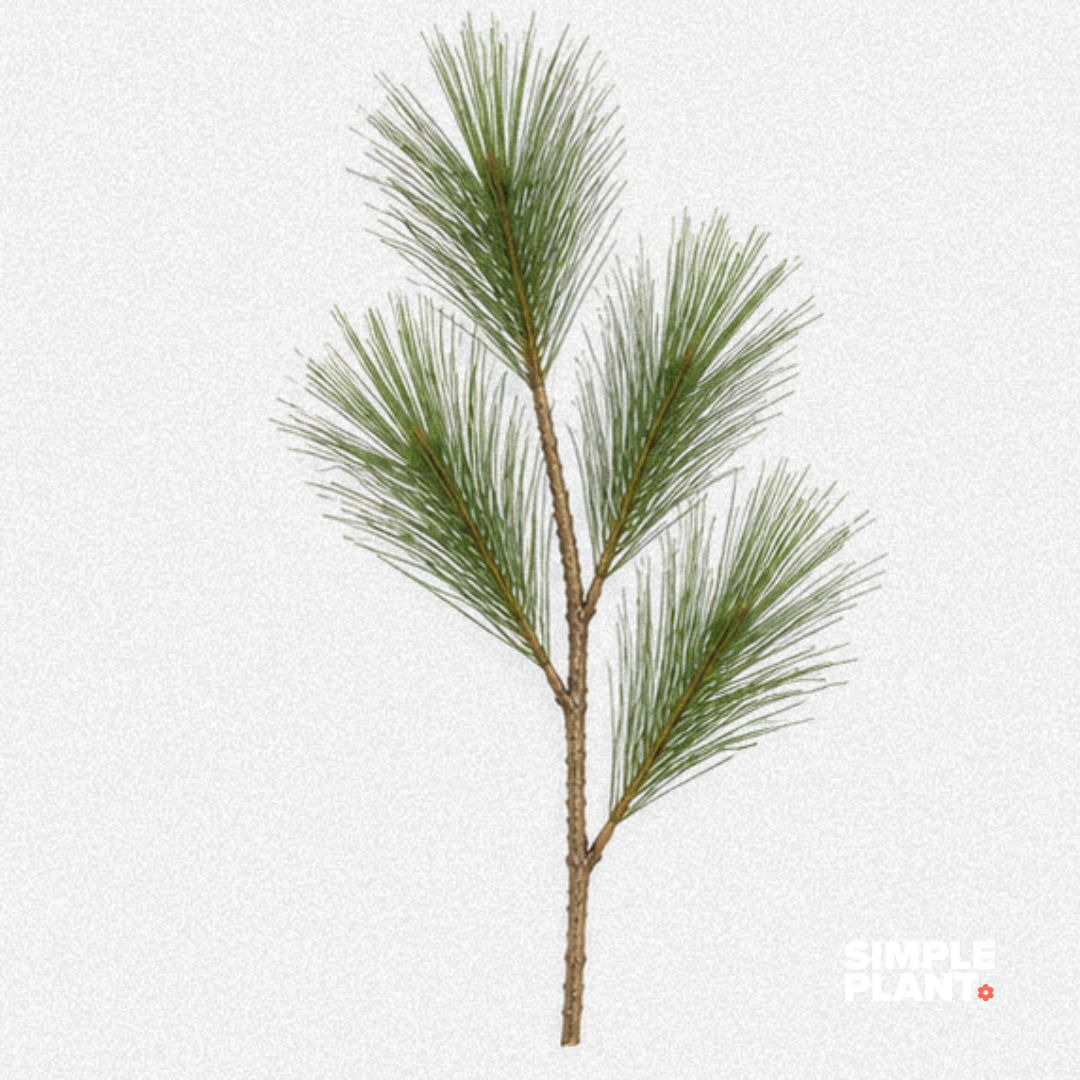 Branches pin blanc