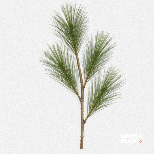 Branches pin blanc