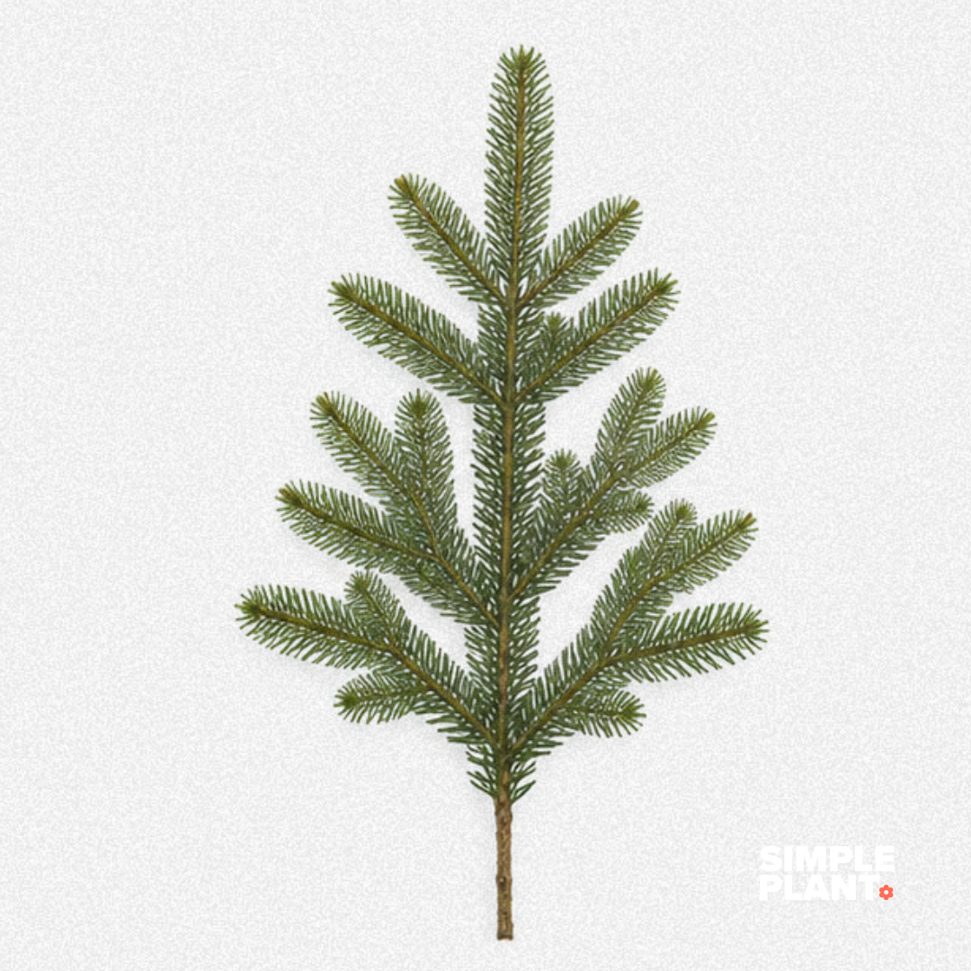 Branches sapin baumier