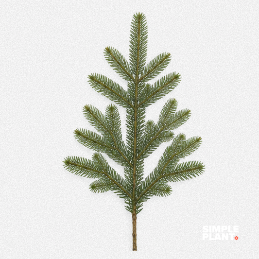 Branches sapin baumier
