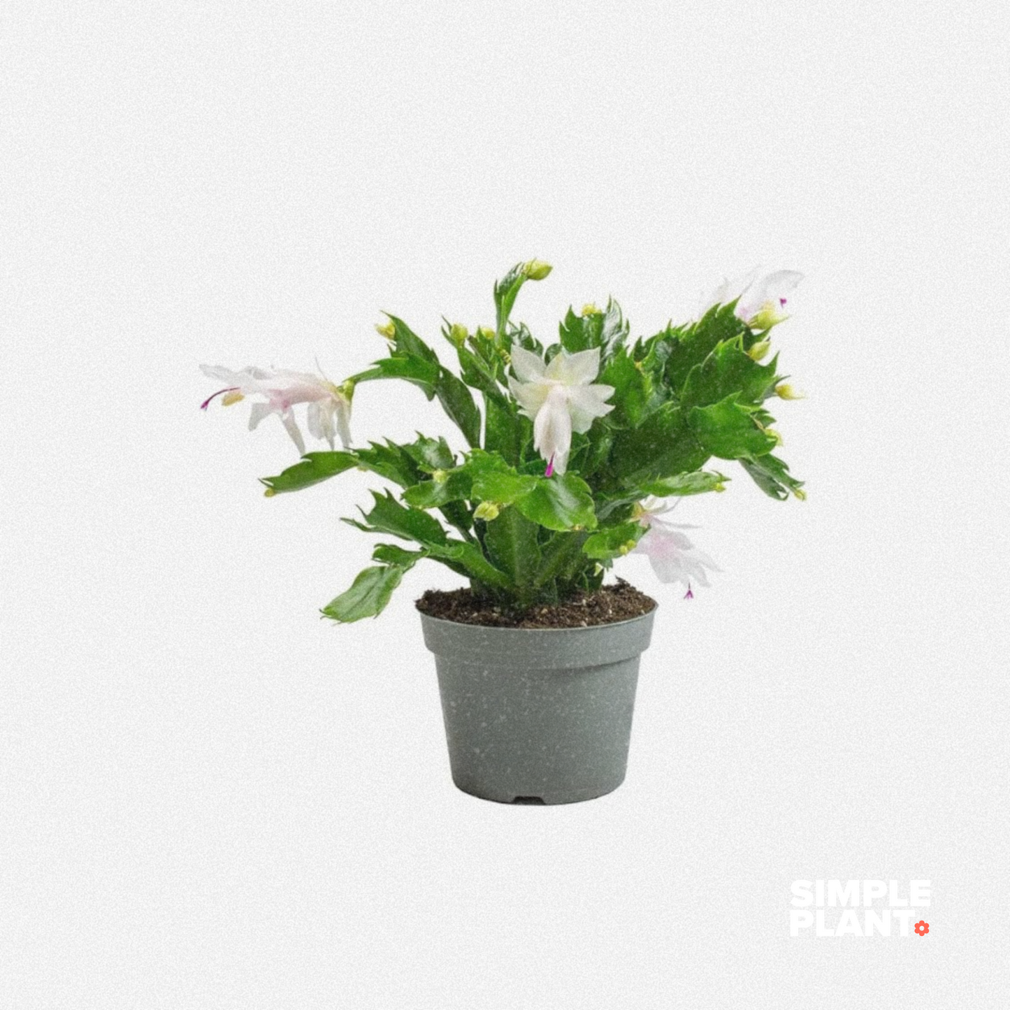 Cactus de Noël