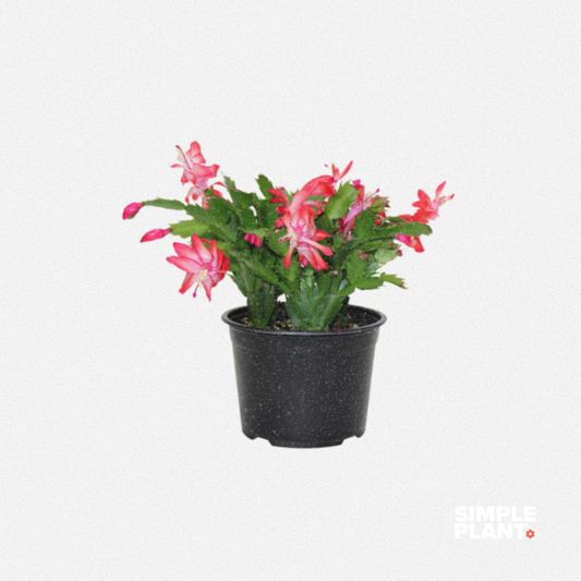 Cactus de Noël