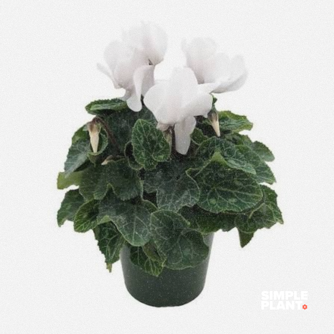 Cyclamen